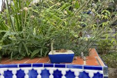garden_wall_detail